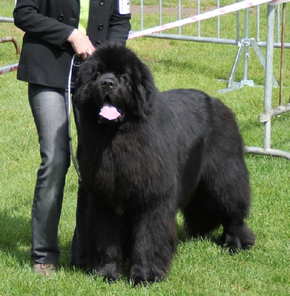 Flashblack Du Domaine De Flambeau